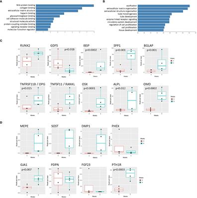 Mature primary human osteocytes in mini organotypic cultures secrete FGF23 and PTH1-34-regulated sclerostin